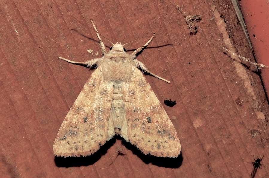 Xanthia (Cirrhia) gilvago ?